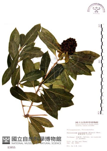 七里香、台灣海桐藏品圖，第1張