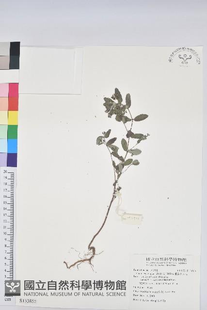 假紫斑大戟藏品圖，第1張