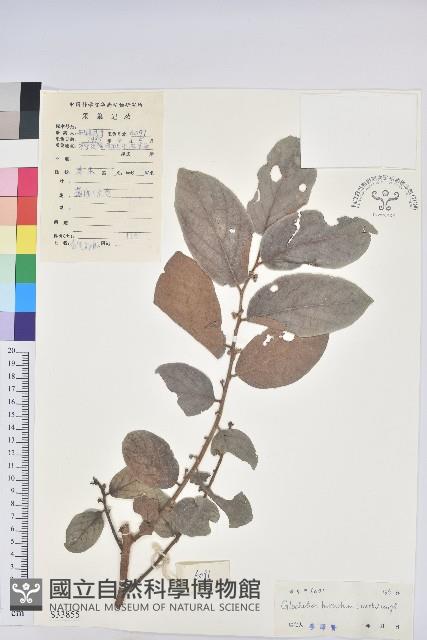 赤血仔、厚葉算盤子藏品圖，第1張