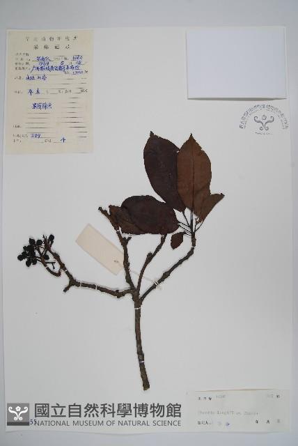 長花厚殼樹藏品圖，第1張