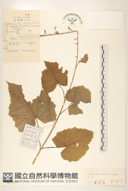 盤果菊藏品圖，第1張