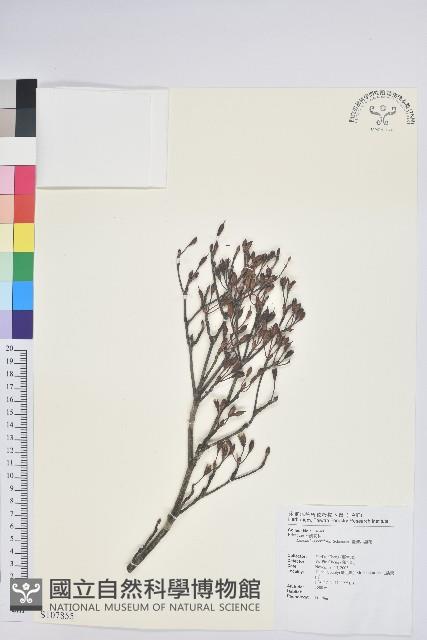 台灣吊鐘花藏品圖，第1張