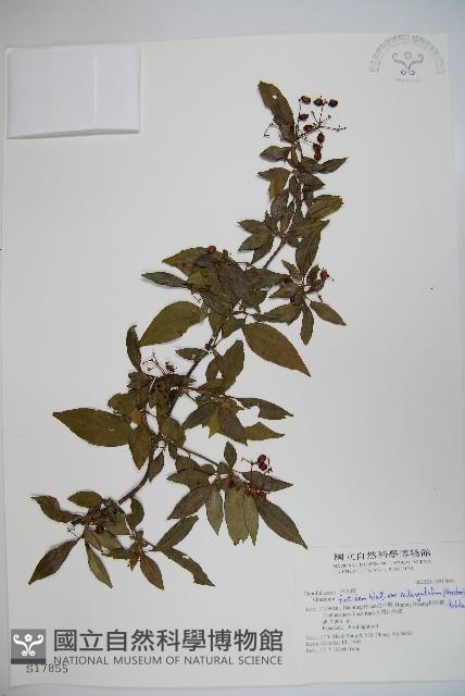 狹葉莢迷藏品圖，第1張