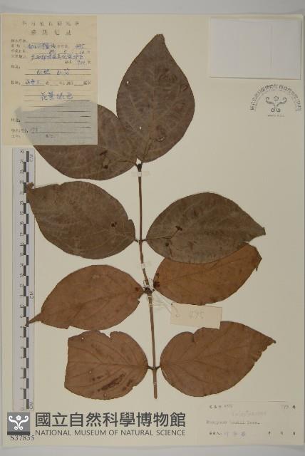 登錄號:S037855藏品圖，第1張