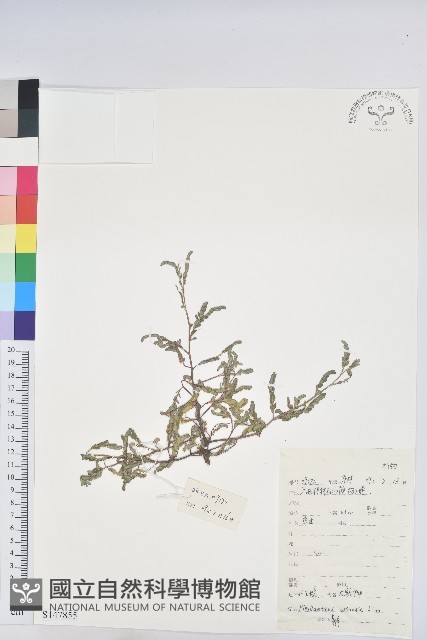 葉下珠、珠仔草藏品圖，第1張