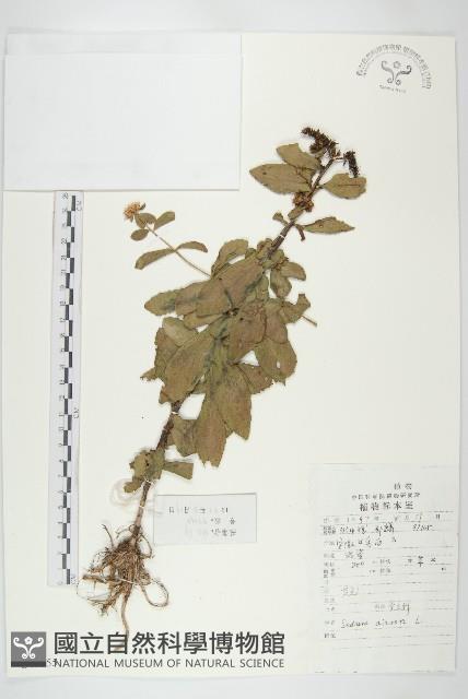 費菜藏品圖，第1張