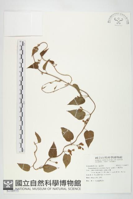 娥房藤藏品圖，第1張