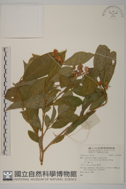 登錄號:S136955藏品圖，第1張