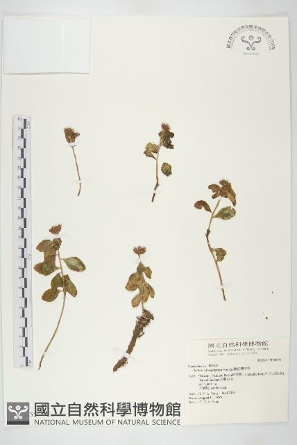 穗花佛甲草藏品圖，第1張