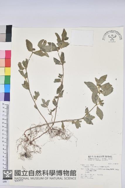 飛揚草藏品圖，第1張