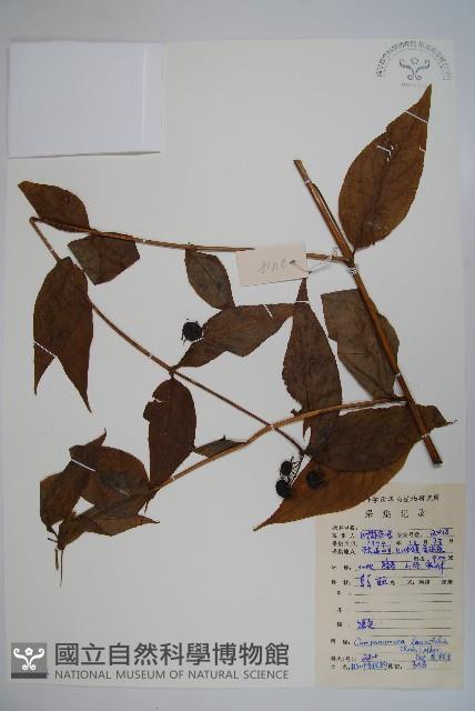 臺灣土黨參藏品圖，第1張