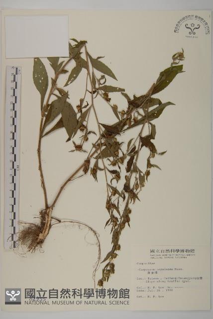 黃金珠藏品圖，第1張