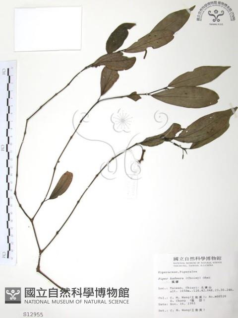 風藤藏品圖，第1張