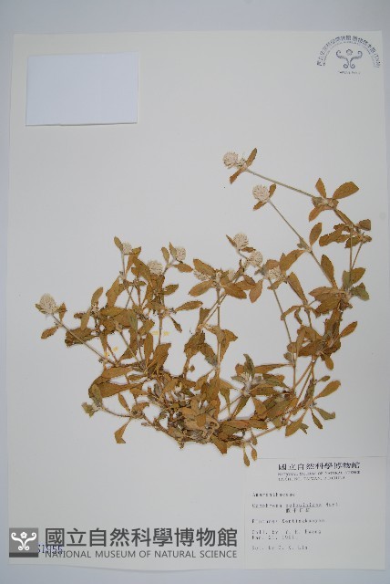假千日紅藏品圖，第1張