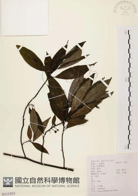 山胡椒藏品圖，第1張