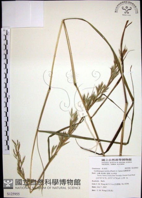 扭鞘香茅藏品圖，第1張