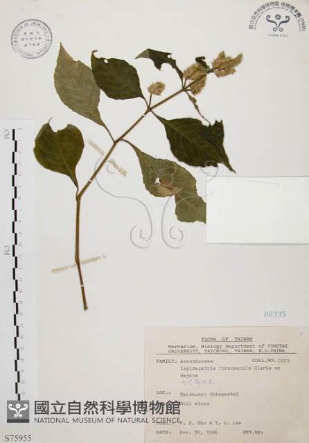 臺灣鱗球花藏品圖，第1張