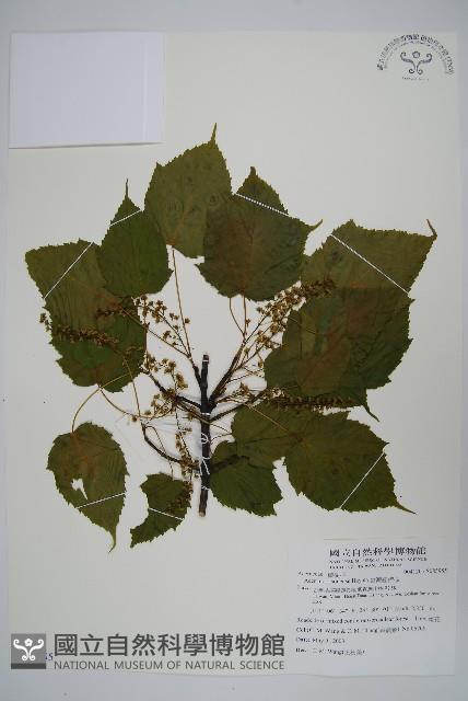 臺灣紅榨槭藏品圖，第1張