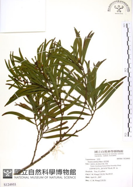 相思樹藏品圖，第1張