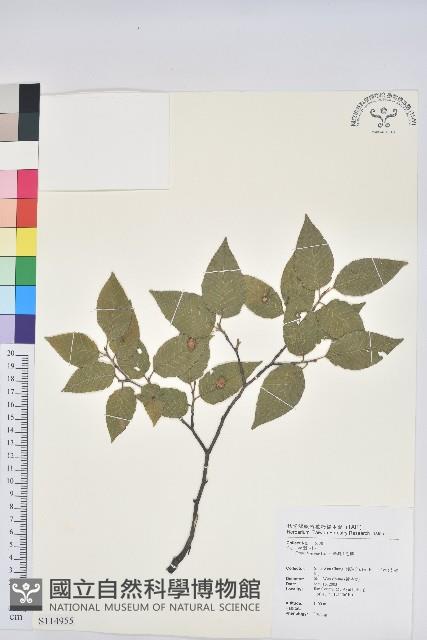 臺灣水青岡藏品圖，第1張