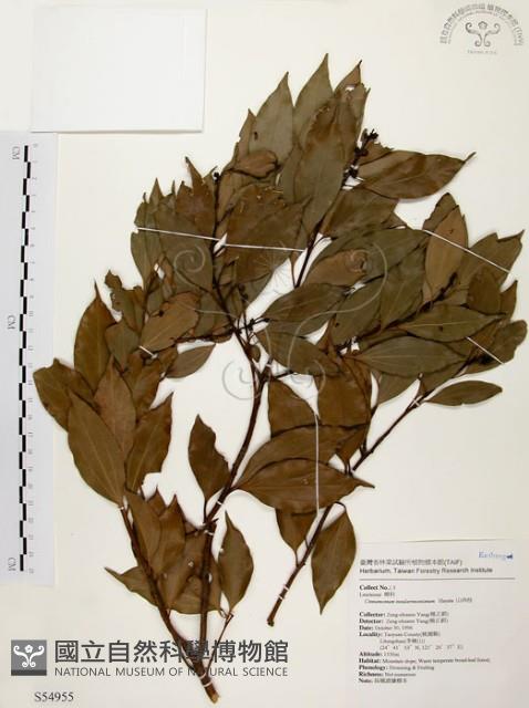 山肉桂、台灣肉桂藏品圖，第1張