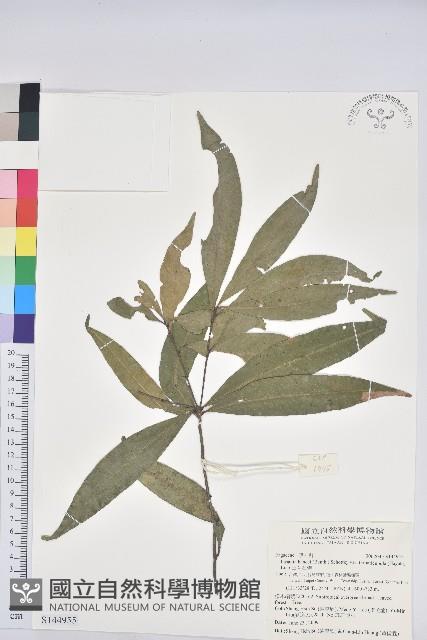 三斗石櫟藏品圖，第1張