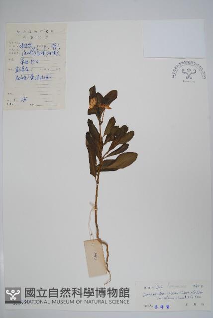 白長春花藏品圖，第1張