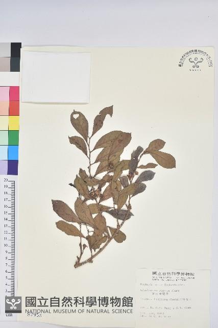 細葉饅頭果藏品圖，第1張