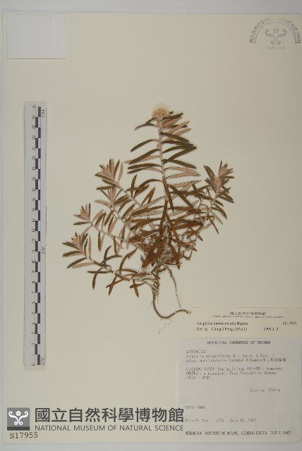 玉山抱莖籟簫藏品圖，第1張