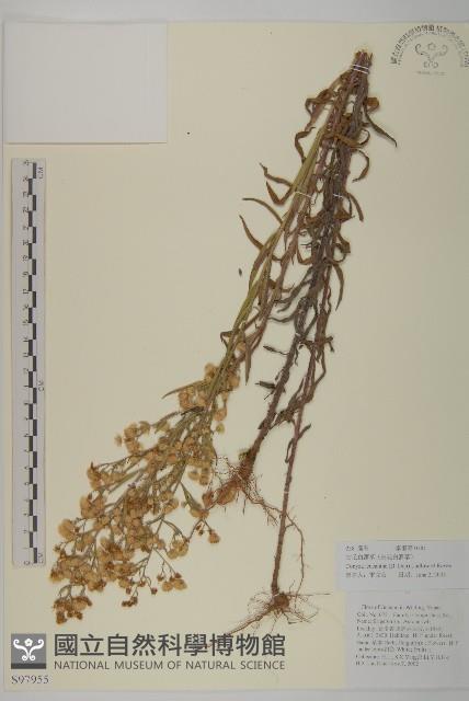 粘毛假蓬藏品圖，第1張