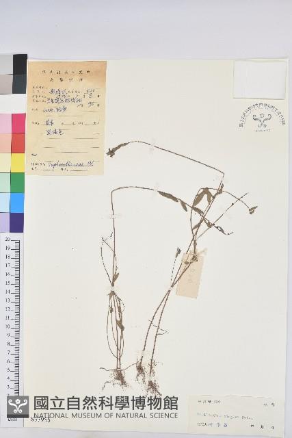 登錄號:S037955藏品圖，第1張