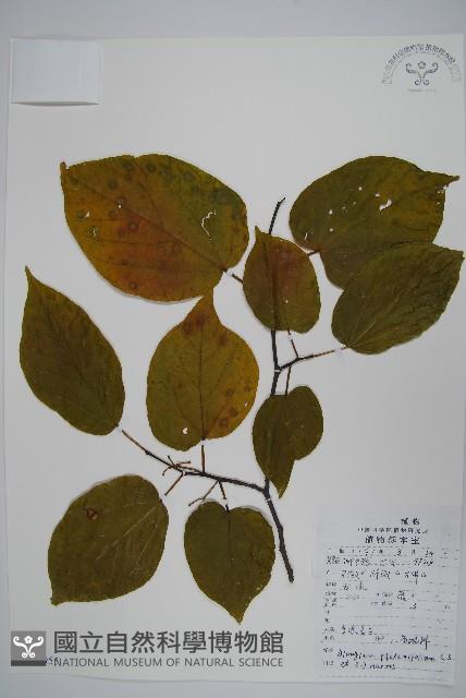 八角楓、瓜木藏品圖，第1張