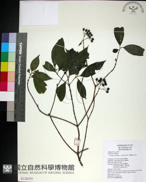 薄葉玉心花藏品圖，第1張