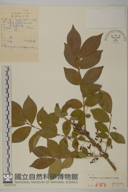 衛矛藏品圖，第1張