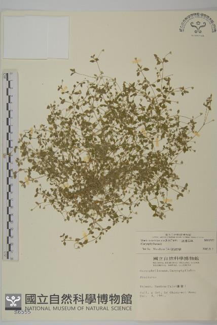 三脈種阜草藏品圖，第1張