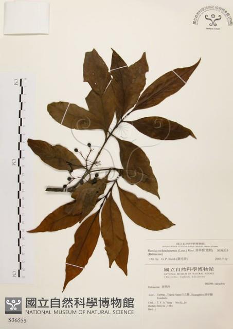 茜草樹藏品圖，第1張