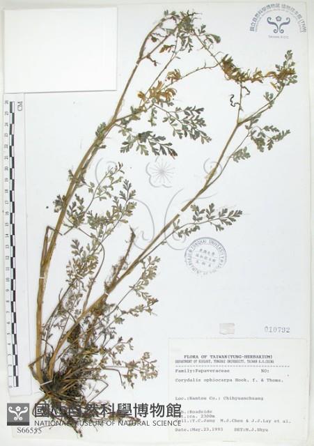 彎果黃菫藏品圖，第1張