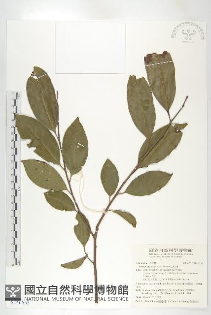 山紅柿藏品圖，第1張