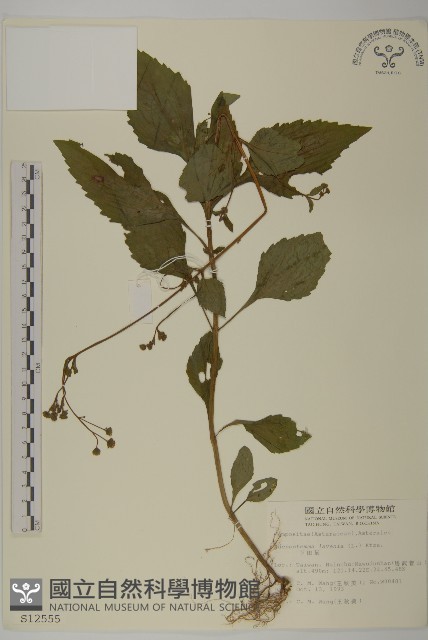 下田菊藏品圖，第1張