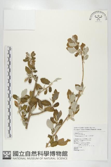 小葉胡頹子藏品圖，第1張