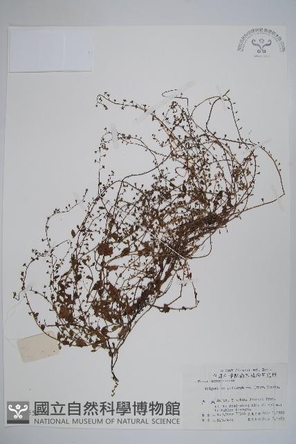 附地菜藏品圖，第1張