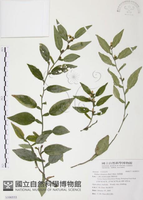 柚葉藤藏品圖，第1張