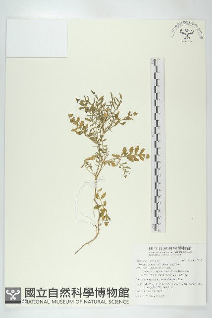 歐亞蔊菜藏品圖，第1張