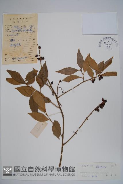 東方野扇花藏品圖，第1張