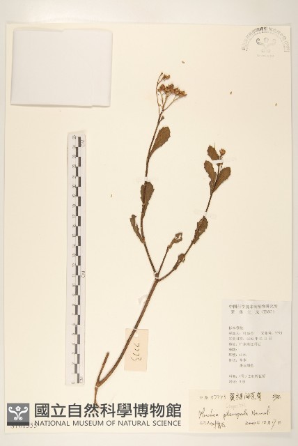 光梗闊苞菊藏品圖，第1張
