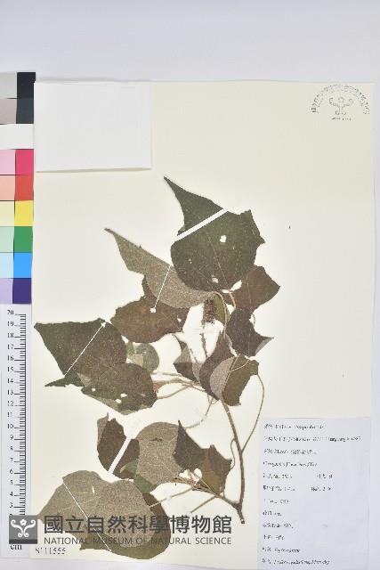 白背葉藏品圖，第1張