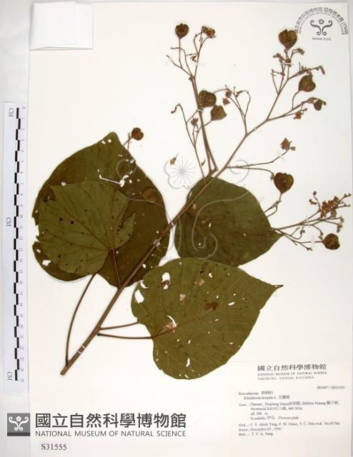 克蘭樹藏品圖，第1張