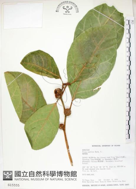 大冇榕、稜果榕藏品圖，第1張