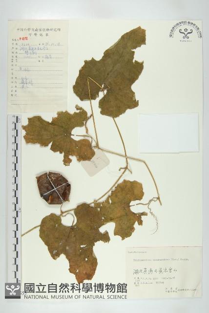 王瓜藏品圖，第1張