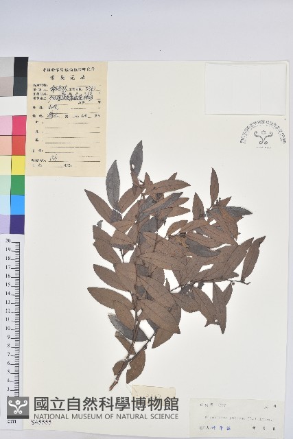 紅毛饅頭果藏品圖，第1張